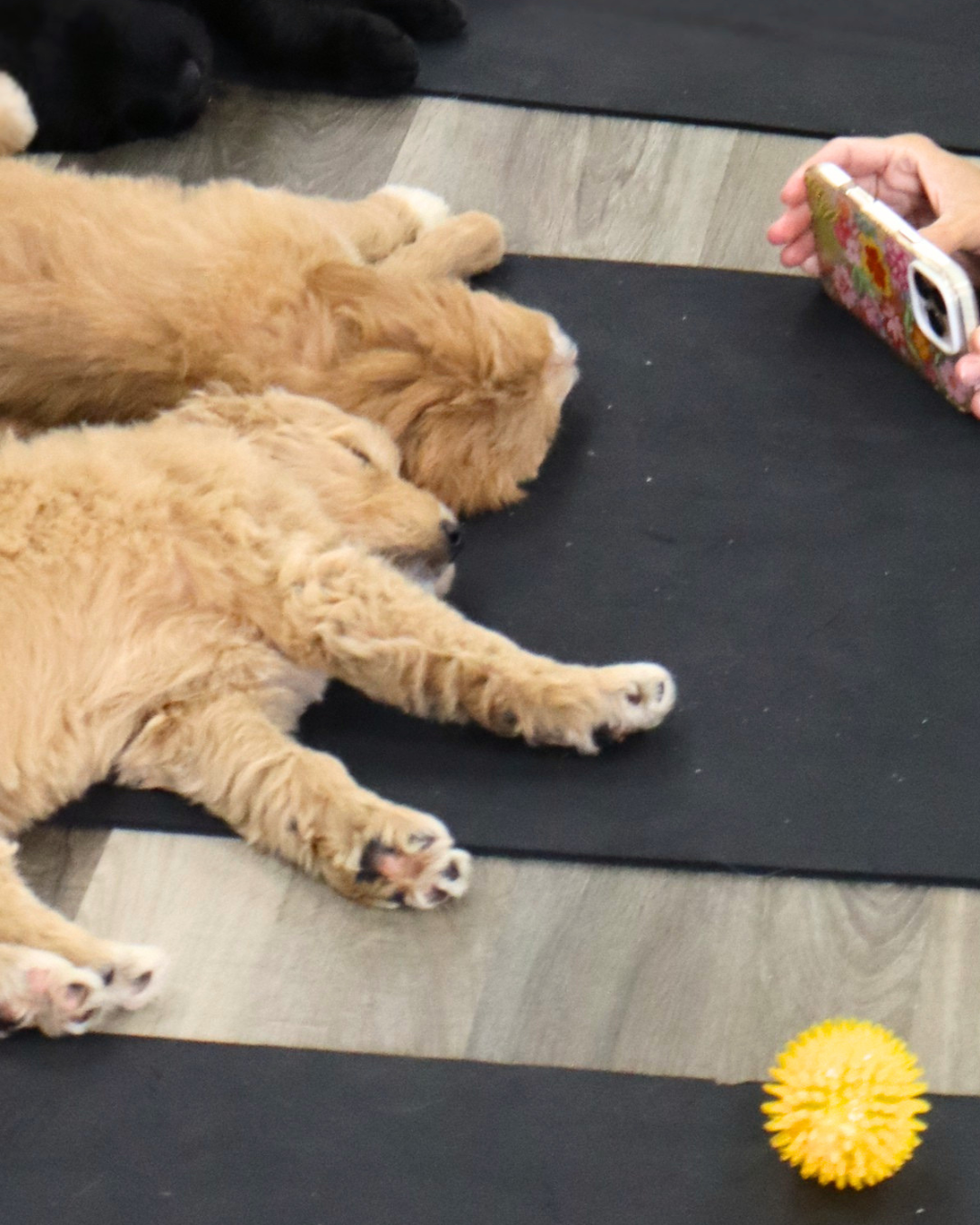 Puppy Paws Yoga