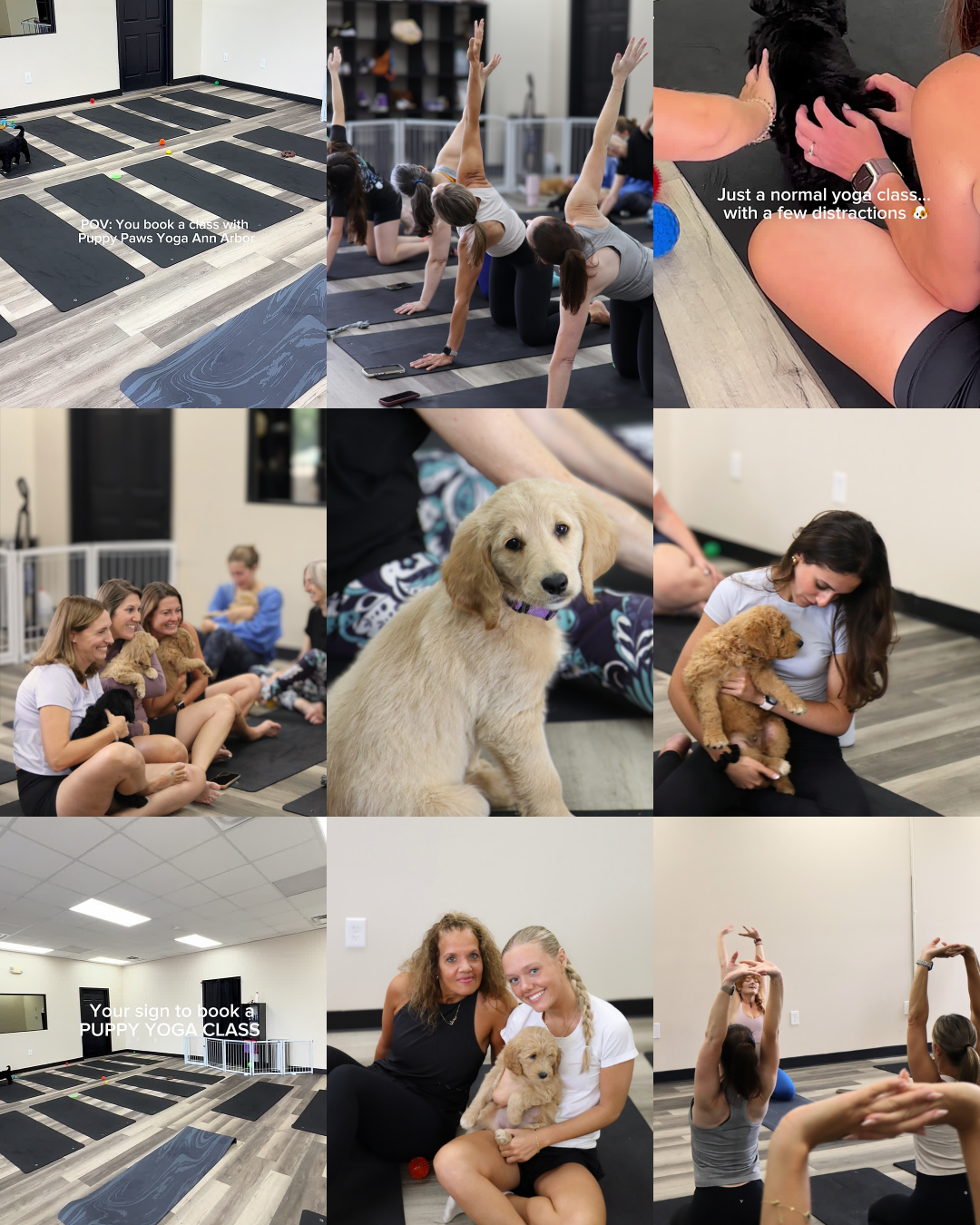 Social media feed concept for a puppy yoga studio